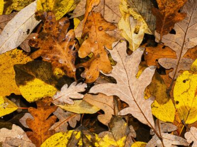 Prepare locks for Autumn in Sussex & Hampshire